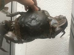 -龙海鲜螃蟹王(宏茂桥店)