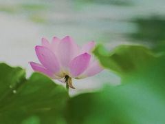 -丁香湖公园