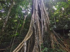 -中国科学院西双版纳热带植物园