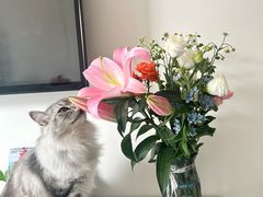 -花屿鲜花(淡水店)