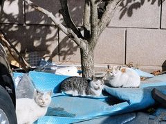 -崂山九水游览区