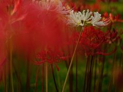 -白塘生态植物园