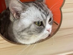 -三花喵·撸猫购宠·宠物生活馆(虹桥南丰城店)