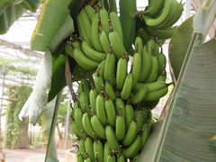 景点-观光南瓜园