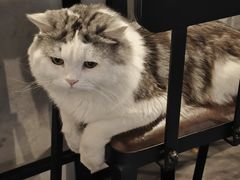 -Mr.Fox狐狸先生超级密室(南山店)