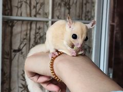 -楼上猫咖(罗湖店)