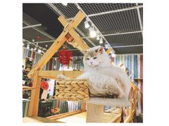 -小时光咖啡馆(开森度假森林店)