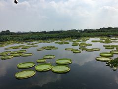-荷塘月色湿地公园·向阳花洲