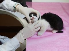 -北京观赏动物医院·24小时大型综合·猫专科·异宠专科