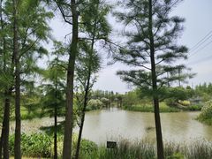 -上海长兴岛郊野公园