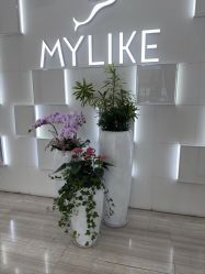 -深圳美莱医疗美容医院