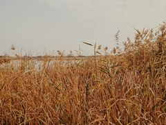 -西青郊野公园