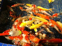 -昆明大悦城未来动物城(螺蛳湾中心店)