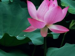 -荔湾湖公园