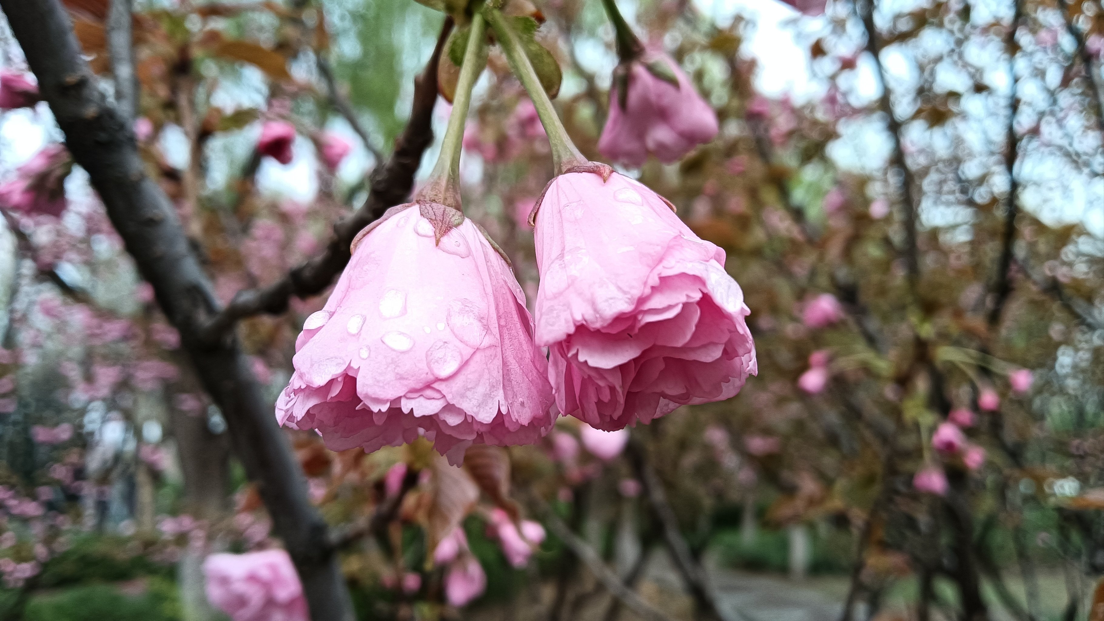 樱花带雨