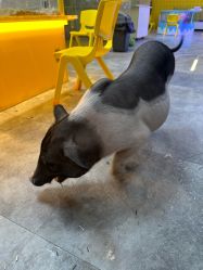 -神奇动物撸宠馆·羊驼·小浣熊·异宠(豫园店)
