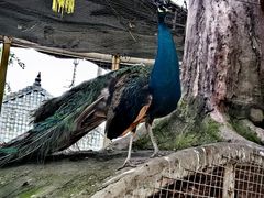 -马三妹跷脚牛肉(苏稽总店)