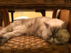 -猫色咖啡·猫咖