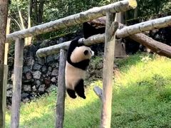 -都江堰中华大熊猫苑