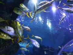 -芜湖新华联大白鲸海洋公园