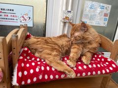 -猫小院猫主题咖啡厅(北锣店)