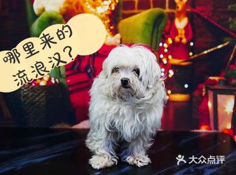 这位马尔济斯小妹妹….  杂乱的毛发都把她的颜值盖住
