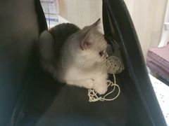 -宠爱国际动物医院·消化内科·心肾内科·ISFM猫友好(望京店)