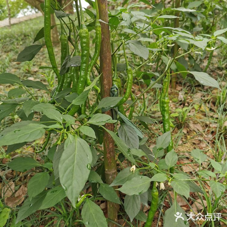 五花肉炒二荆条辣椒！