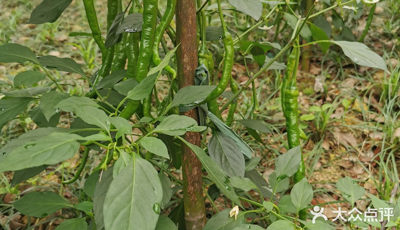 五花肉炒二荆条辣椒！