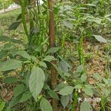 五花肉炒二荆条辣椒！