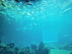 -海棠湾洲际-涛·海底餐厅·美人鱼·自助餐·海底隧道