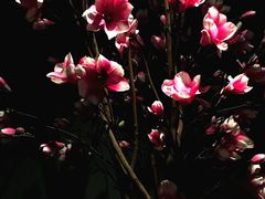 -金色春天.美颜康体纯正SPA(黄泥磅店)