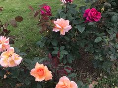-上海滨江森林公园