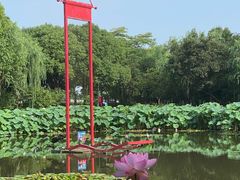 -陈家山荷花公园