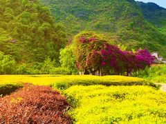 -靖西鹅泉风景区