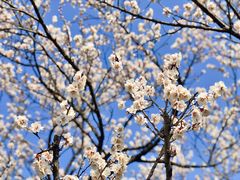 -梅花山(明孝陵内)