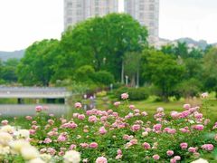 -香蜜公园