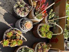 -苏州市皮市街花鸟工艺品市场