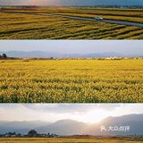 大理旅行|喜洲油菜花田，好像来到宫崎骏的世界