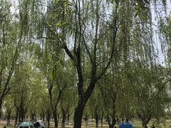 -洨河生态公园