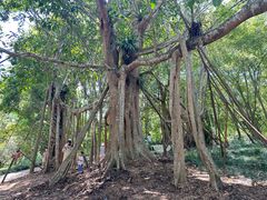 -中国科学院西双版纳热带植物园