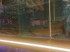 -川椒媚双椒烤鱼(鑫江东方城购物中心店)