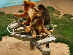 -西霞口神雕山野生动物世界