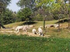 -北京野生动物园