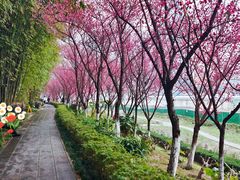 -望江楼公园