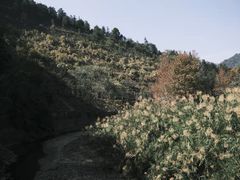-广州市石门国家森林公园