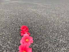 -夏威夷火山国家公园