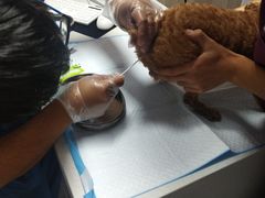 -A猫a狗全科·犬猫异宠·芥西宠物医院(南开总院)