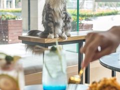 -瞄一喵猫咖(格力海岸店)
