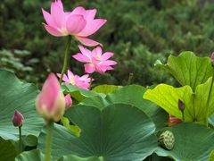 -莲花池公园